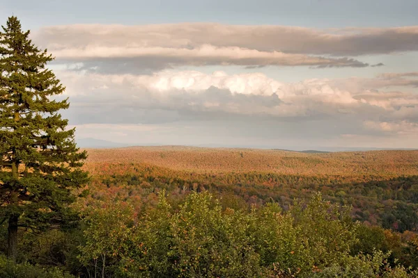 Färgglada Träd Skogen Höstsäsongen Med Blå Himmel Stockbild