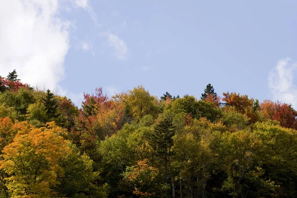 Alberi Colorati Nella Foresta Durante Stagione Autunnale Con Cielo Blu Fotografia Stock