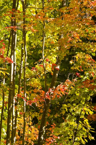 Farbenfrohe Bäume Herbst Vermont Stockbild