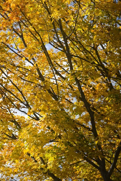 Folhas Coloridas Temporada Outono Vermont Imagem De Stock