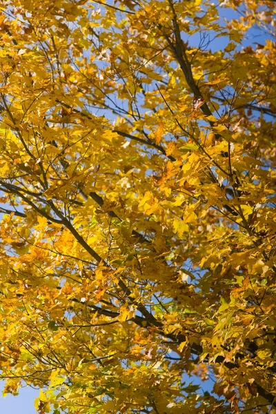 Färgglada Löv Höstsäsongen Vermont Royaltyfria Stockfoton