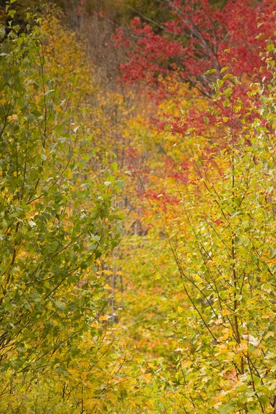 Färgglada Löv Höstsäsongen Vermont Stockfoto