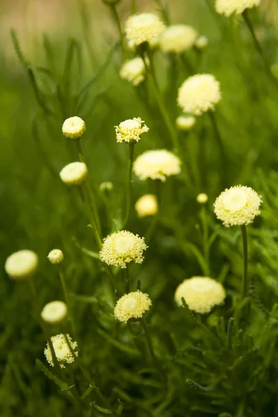 Gult Träd Fern Frond Växt Budding Stockbild