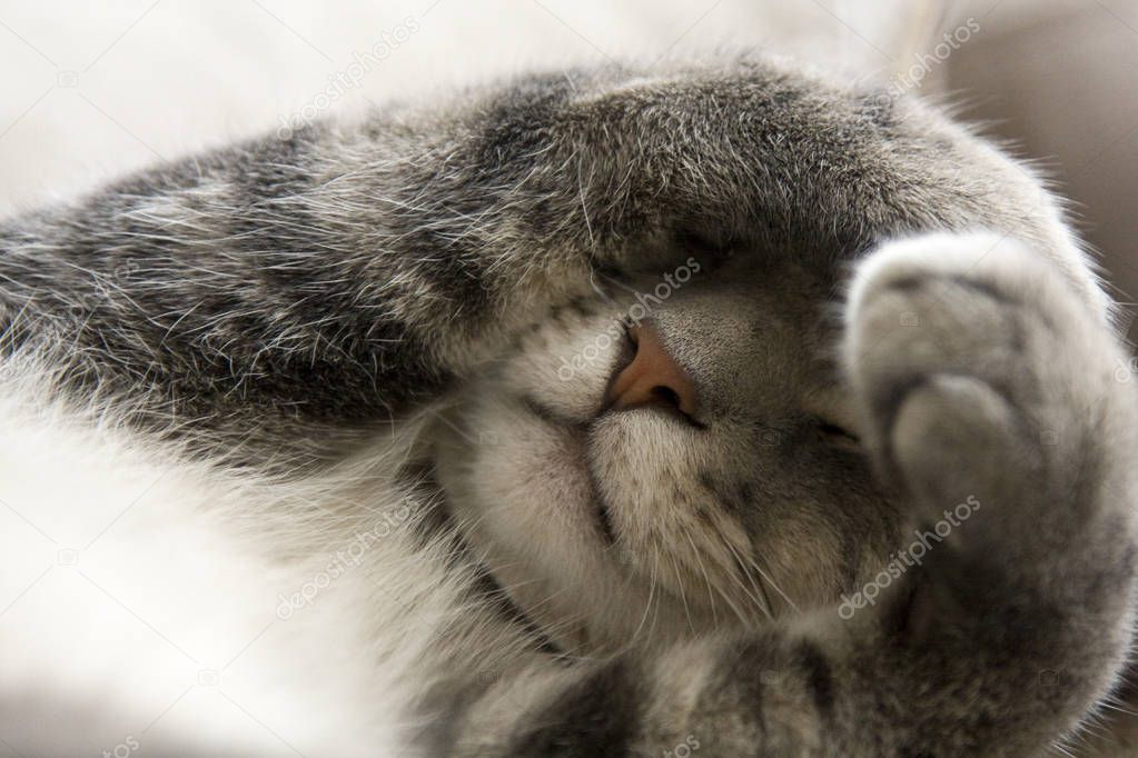 Bashful Gray Cat with Paws over Face