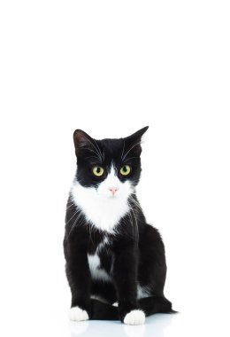 siyah ve beyaz kedi oturmuş