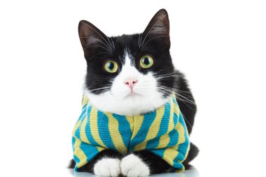 siyah ve beyaz kedi Giyim Eşyası 