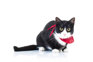 siyah ve beyaz kedi kırmızı eşarp 