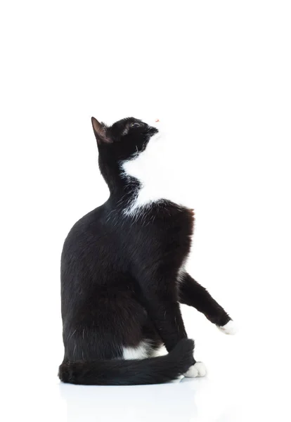 Curioso gato preto e branco olha para cima — Fotografia de Stock