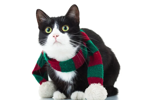 Katze mit Weihnachtsschal schaut nach oben — Stockfoto