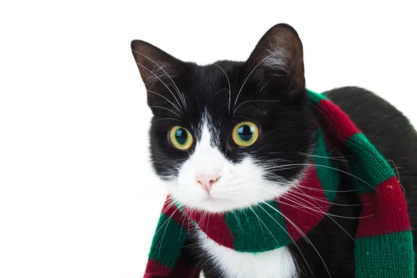 Closeup picture of a cat wearing christmas knitted scarf — Stock Photo, Image