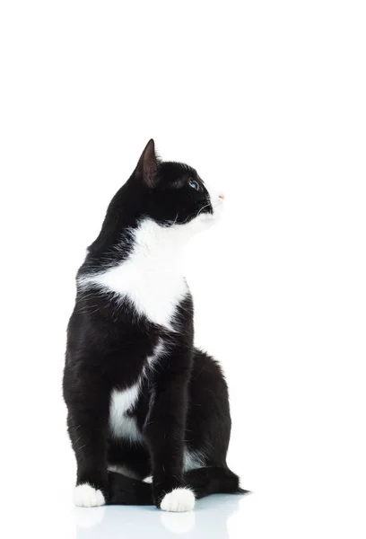 Lado de um gato sentado e olhando para cima para algo — Fotografia de Stock