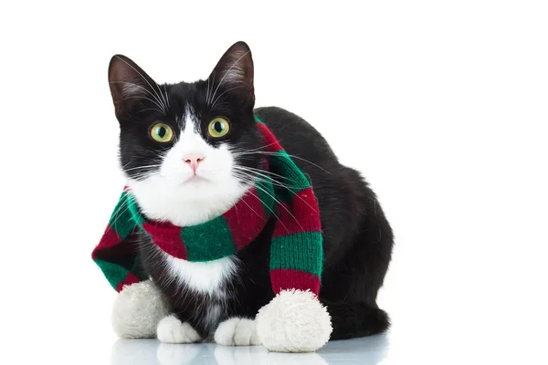 Gato bonito vestindo cachecol de Natal de malha — Fotografia de Stock
