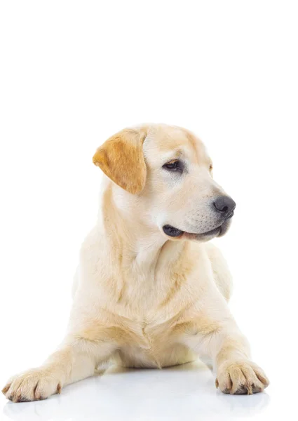 Ładny żółty labrador pies myśliwski, patrząc na stronie — Zdjęcie stockowe