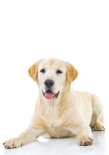 Sittande gul labrador retriever med öppen mun — Stockfoto