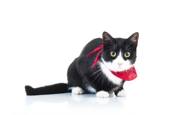 Preto e branco gato vestindo cachecol vermelho — Fotografia de Stock