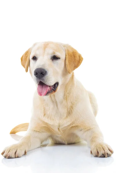 Dysząc yellow labrador retriever pies — Zdjęcie stockowe