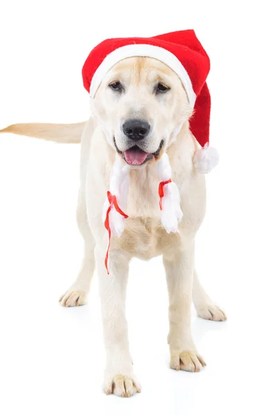 Cute santa claus labrador retriever dog standing — Stock Photo, Image