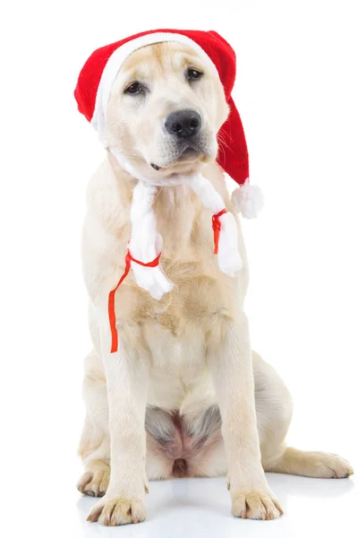 Zittende labrador retriever hond met kerstman hoed — Stockfoto