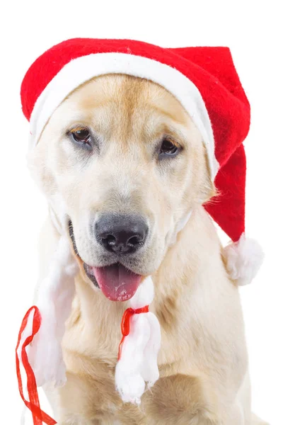 Closeup of a cute labrador retriever wearing santa claus hat — Stock Photo, Image