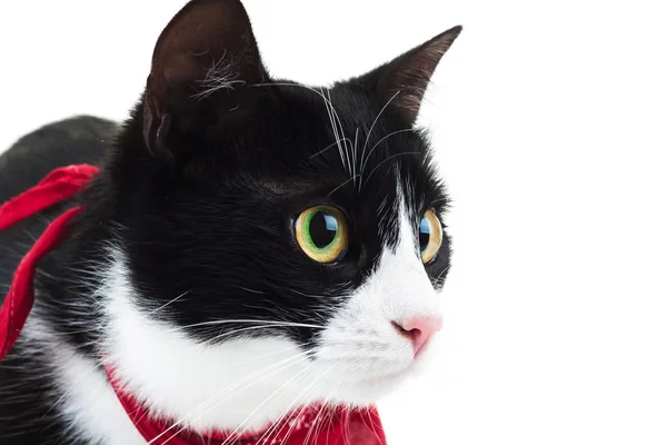 Primer plano de un lindo gato usando bufanda roja —  Fotos de Stock