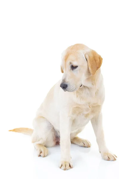 Side view of a labrador retriever dog looking back — Stock Photo, Image