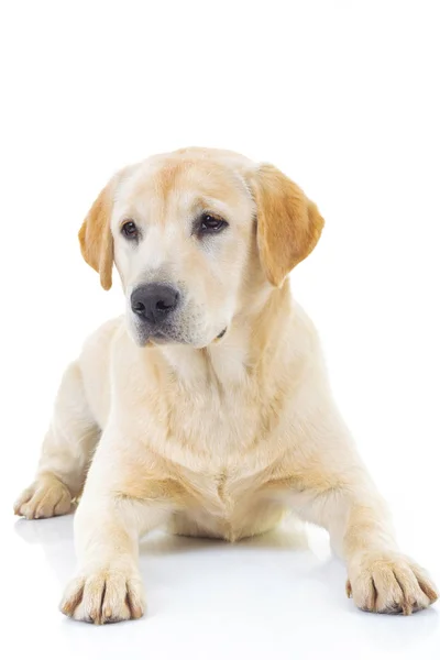 Üzgün oturan labrador retriever köpek — Stok fotoğraf