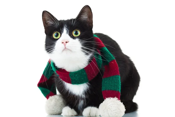 クリスマスのスカーフを身に着けている猫を見上げてください。 ロイヤリティフリーのストック画像