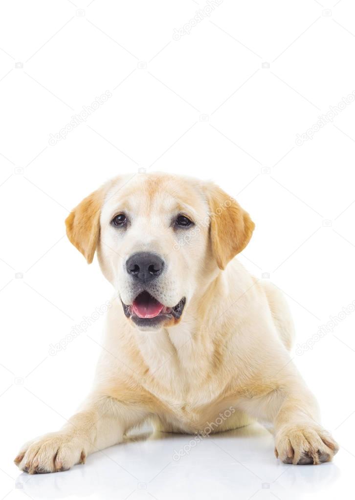 adorable labrador retriever female dog 