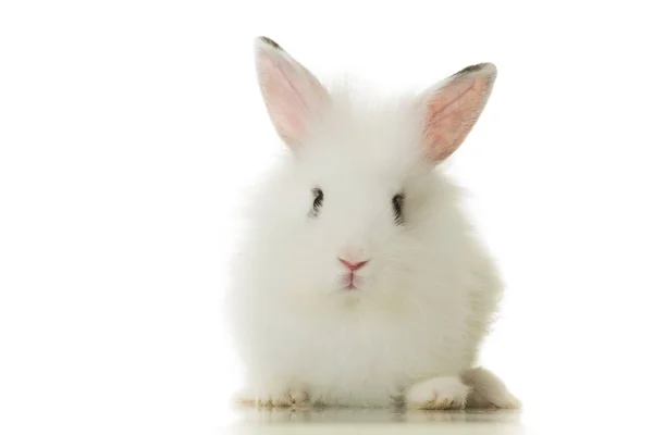 可爱的白色小兔子 — 图库照片
