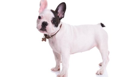 bir ayakta Fransız bulldog köpek yavrusu yan görünüm 