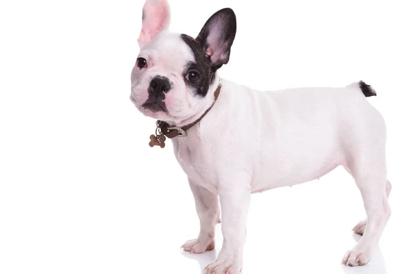 Side view of a standing french bulldog puppy dog — Stock Photo, Image