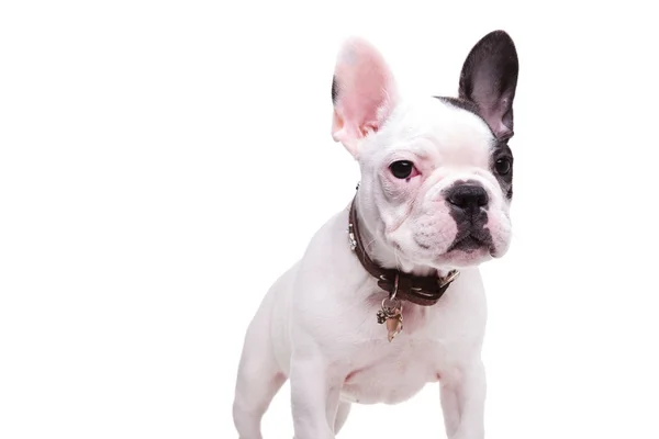 Милий французький бульдор щенячий собака стоїть — стокове фото