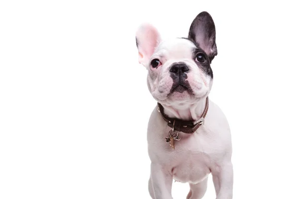 De pie pequeño perro bulldog francés cachorro está mirando hacia arriba — Foto de Stock