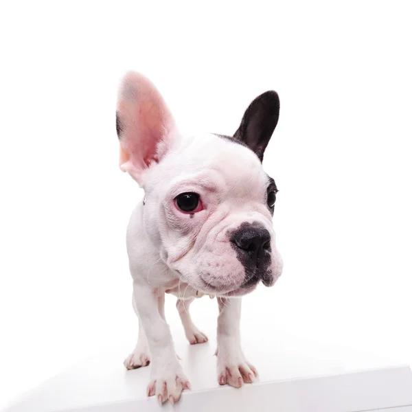 Portrait of a standing frenchie standing — Stock Photo, Image