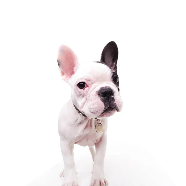 Preto e branco francês bulldog cachorro de pé — Fotografia de Stock