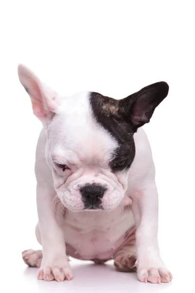 Грустная маленькая французская бульдог щенок сидит — стоковое фото
