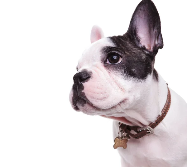 Foto de perfil de un lindo bulldog francés mirando a un lado — Foto de Stock