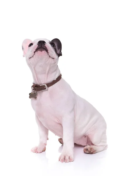 Seated french puppy dog looking up — Stock Photo, Image