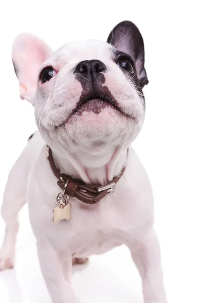 Cute barking french bulldog puppy dog — Stock Photo, Image