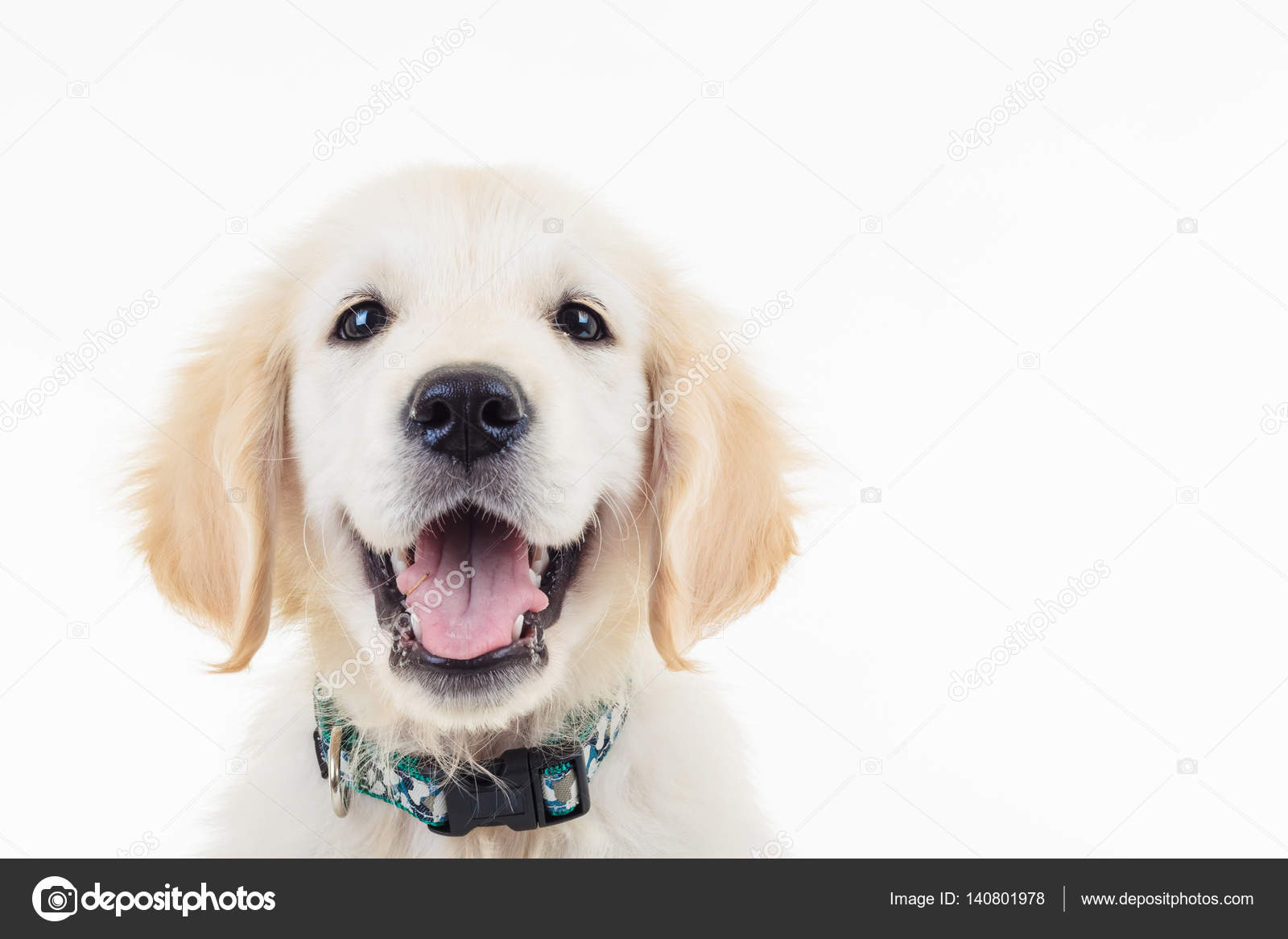 快乐跑得气喘吁吁的金毛猎犬拉布拉多小狗——图库图片© feedough #140801978, image size:1600x1167