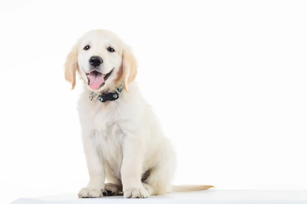 Glad flämtande golden labrador retriever valp hund sittande — Stockfoto