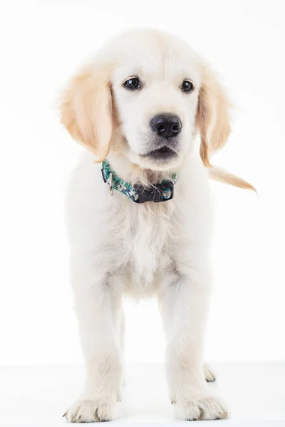 Gouden labrador retriever puppy hond staande — Stockfoto
