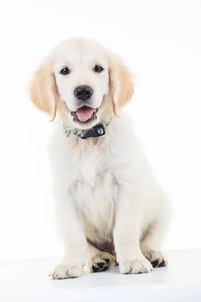 Sedící supící lacrador zlatý retrívr štěně psa — Stock fotografie