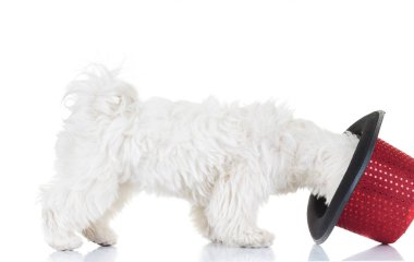 bichon köpek yavrusu bir silindir şapka üzerinde çalışıyor 