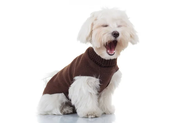 Bichon puppy dog wearing clothes is screaming — Stock Photo, Image