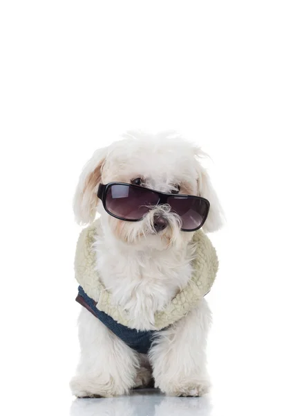 Bichon puppy dog wearing blue clothes and sunglasses — Stock Photo, Image
