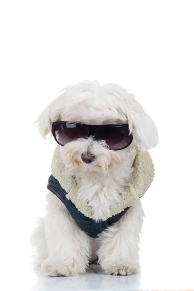 Dressed bichon puppy dog wearing sunglasses — Stock Photo, Image