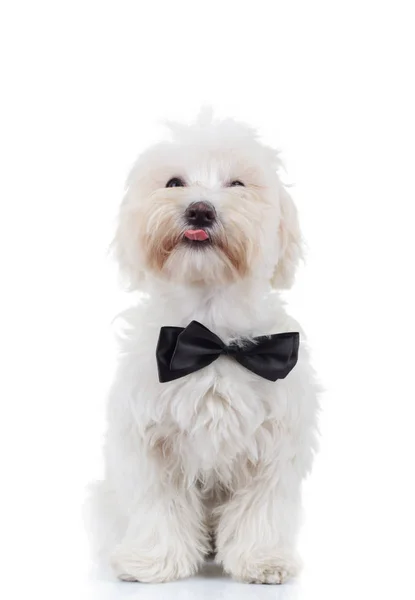 Bichon puppy is zittend en tong uitsteekt — Stockfoto