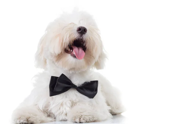 Bichon puppy met open mond en tong blootgesteld worden opgezocht — Stockfoto