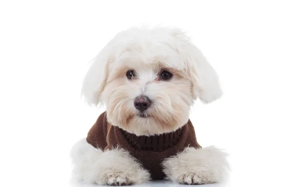 Sad bichon puppy dog lying down — Stock Photo, Image